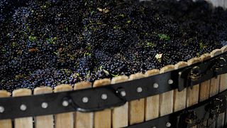 Experience the Flavors of Laurent Lequart Champagnes