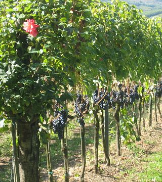 Cennatoio Winery