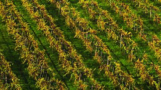 Dégustation de vins au Weingut Iselin