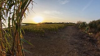 Degustação de Vinhos Prestígio na Azienda Vinicola Vernaccia F.Lli Serra