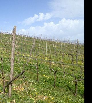 Visita privada y exclusiva a la bodega y viñedos de Manousakis