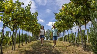 Cata de vinos y visita guiada a Cascina Delle Rocche Di Moncucco
