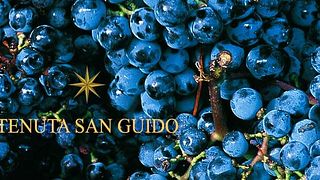 Tenuta San Guido