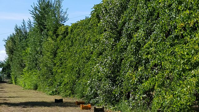Une histoire qui remonte à 3000 ans. Visitez l'un des plus vieux vignobles du monde | Cantine Bonaparte 