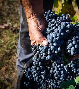 Dégustation de vins et visite de l'usine Caricato