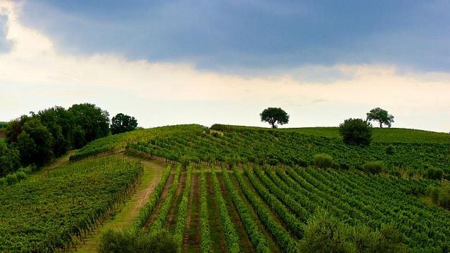 Mastroberardino Winery