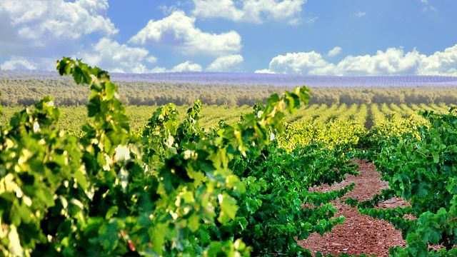 Un viaje de cata en Bodegas Málaga Virgen en Málaga, Andalucía