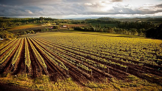 Willamette Valley Vineyards