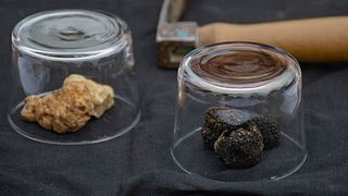 Truffle Hunter Italy
