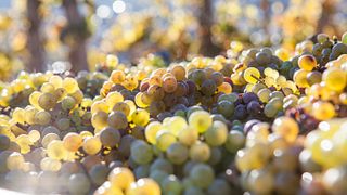 Weingut Peter Lauer