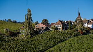 Domaine La Colombe: A Legacy of Biodynamic Winemaking