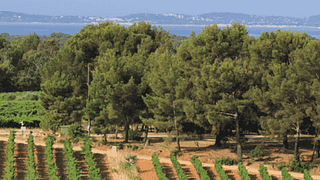 Dégustation et visite de vins à Figuière