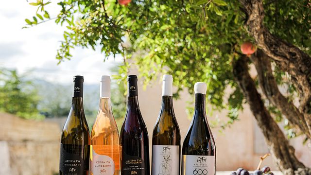 Dégustation de vins avec accords mets et vins près d'Héraklion, en Crète, au domaine viticole DAF Wines