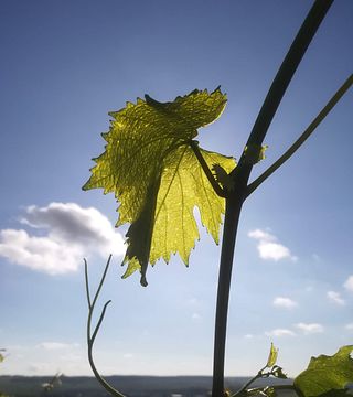 Vinprovning och rundtur på Domaine Mosnier
