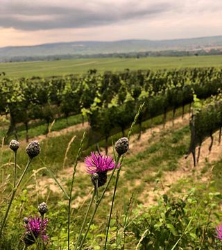 Degustação de vinhos com caminhada pelos vinhedos em Weingut Andreas Schmid