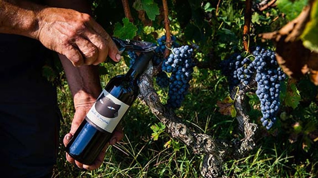 Caricato Factory Winery