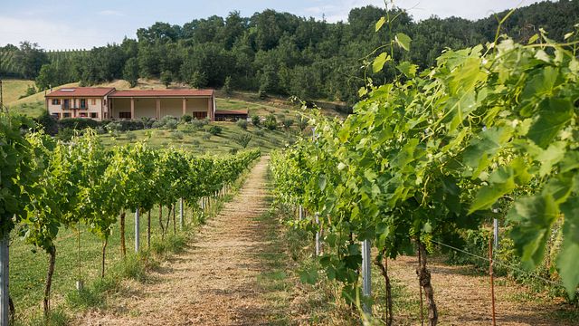 Cata de vinos en Vigna Cunial