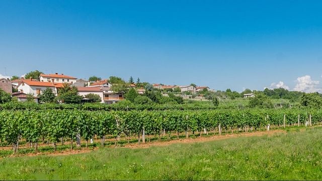 Vinska Klet Tavčar - Pri Starčih