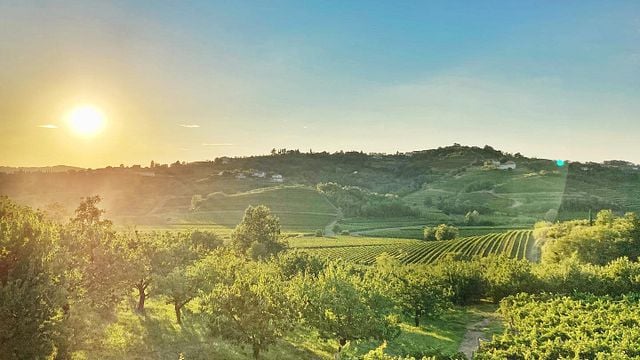 Degustação de vinhos clássicos e tour com lanches na vinícola Benedetič