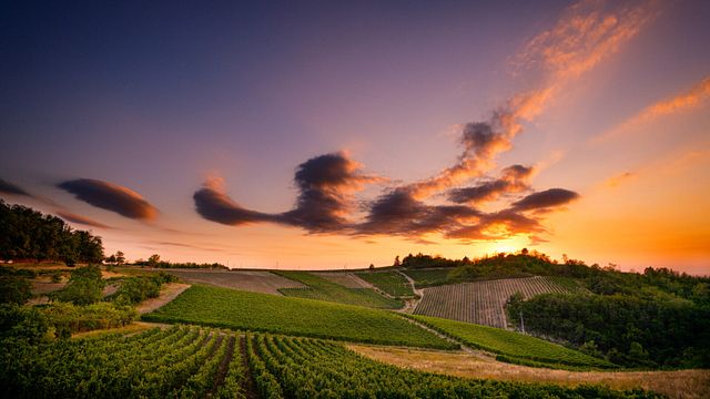 Cata en la bodega: Viñedos Repetto