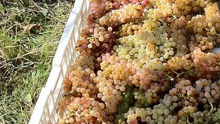 Degustazione di vini presso Il Paluffo