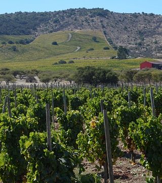 Polkura Winery