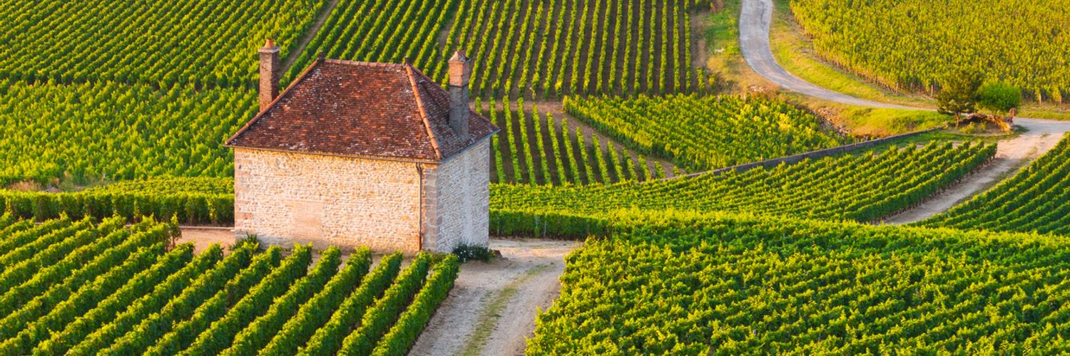 Vineyards In Chambertin