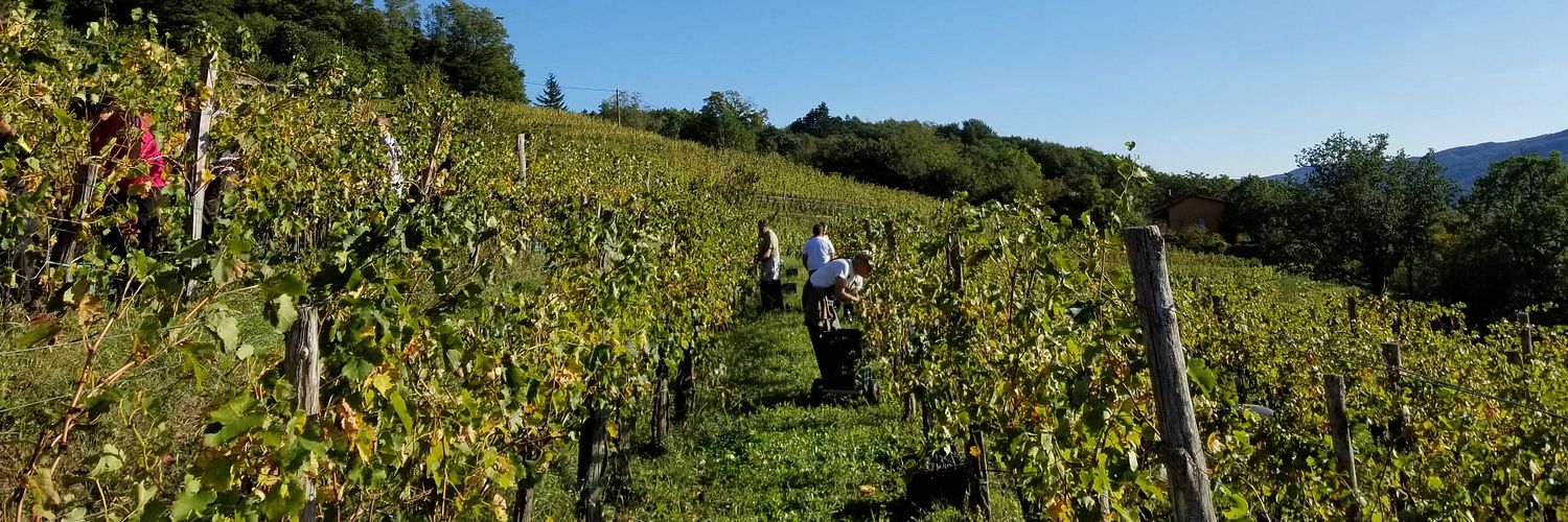 Vina Poljšak 1 Wt2025