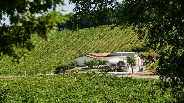 Visita y cata completa de vinos en La Veneranda