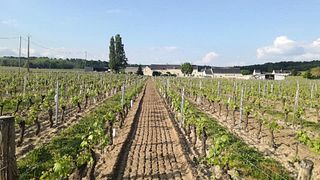 Loire Valley Vineyard Tour & Premium Wine Tasting