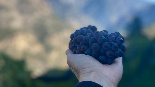 Cata de vinos y visita a Casa Auvinya