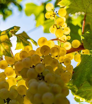 Domaine Gaillard