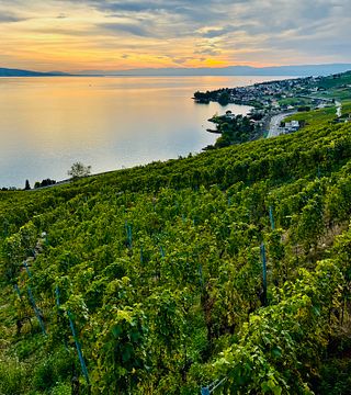 Paseo gastronómico por los vinos de Lavaux