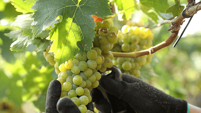 Puglia Vineyard Picnic for Two | Cantina Petrelli