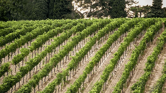 Venturi Roberto Winery