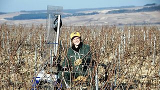 Domaine Denis Race - Family-Owned Chablis Winery