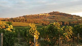 Besuch und Weinprobe im Domaine Gitton
