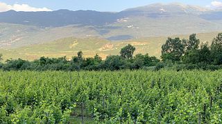 Vinprovning och rundtur på Azienda Agricola Salvetta