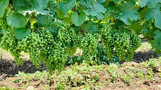 Degustazione di vini e visita a Basilescu