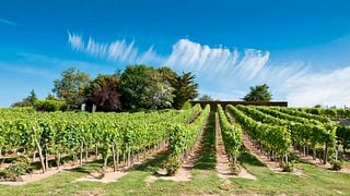 Recorrido vinícola por Alsacia desde Colmar: excursión de medio día a los viñedos