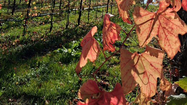 Premium-Weinprobe und Tour bei Moretvini