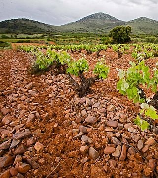 Visita y Cata de Vinos en Bodegas Aragonesas