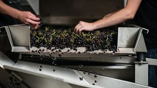 Arcadian Winery