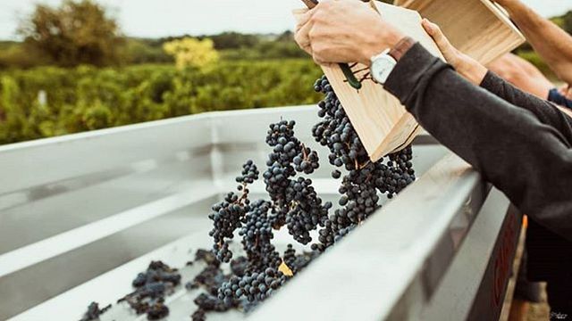 Cata de vinos y visita guiada al Château Haut Guiraud