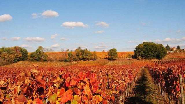 Degustazione di vini e tour allo Chateau Armandiere