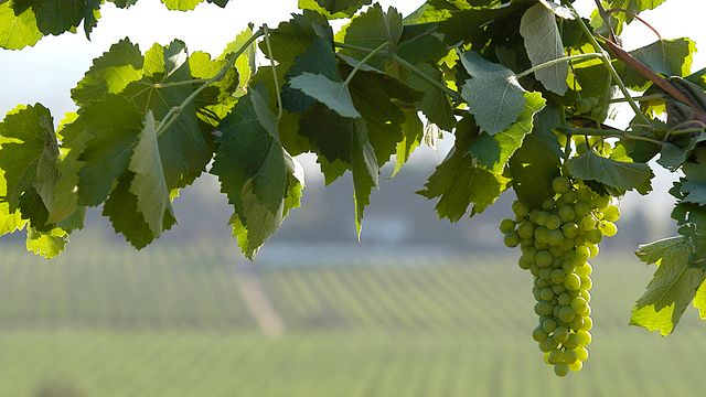 Weinprobe in Jané Santacana