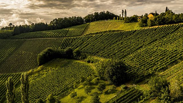 Degustazione di vini e tour presso Wein & Sektmanufaktur Harkamp