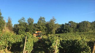 Vignobles Didier Pelvillain