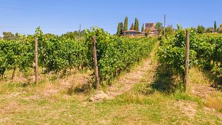Picnic among the rows of Vernaccia di San Gimignano vines