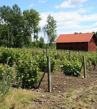 Dégustation de vins et visite chez Blaxsta Wine